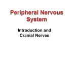 PNS - Introduction and Cranial Nerves