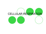 CELLULAR RESPIRATION