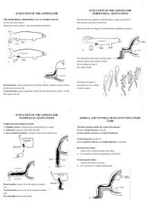 evolution of the lower limb terrestrial adaptations