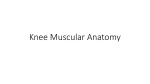 Muscular-Anatomy-Handout-4
