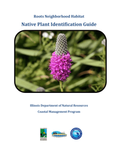 Native Plant Identification Guide