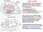 16. Limbic system2010-10-01 05:141.9 MB