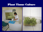 Lecture 2: Applications of Tissue Culture to Plant