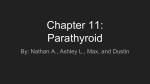 Chapter 11: Parathyroid