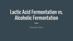 Lactic Acid Fermentation vs. Alcoholic Fermentation