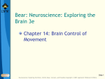 Chapter 14: Brain Control of Movement