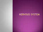 Nervous System - Wando High School