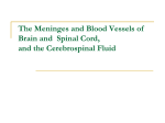 The Meninges and Blood Vessels of Brain and Spinal Cord, and the