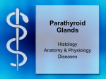 Parathyroid Glands - bushelman-hap