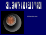 8 cell division