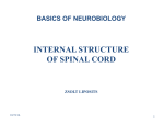 internal structure of spinal cord