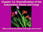 Chapter 11. Diversification of the Eukaryotes: Animals