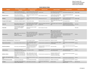 Pelvis Muscle Table - Stritch School of Medicine