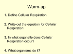 Cellular Respiration