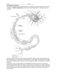 anatomy of a neuron worksheet