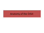 Anatomy of the Orbit 26 (2)