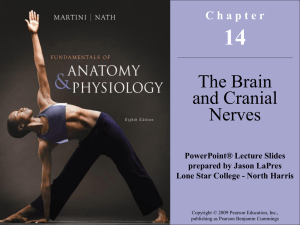 Chapter 14 - Brain and Spinal Cord