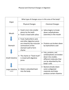 Physical and Chemical Changes in Digestion Key