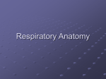 Respiratory Anatomy - hrsbstaff.ednet.ns.ca