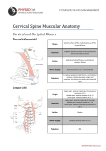 Cervical Spine Muscular Anatomy