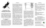 Dragonflies of the - Science Outreach Athabasca