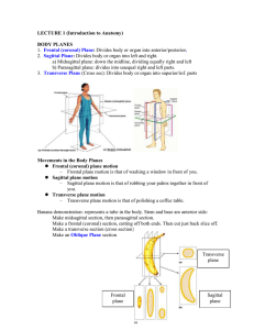 Body Organization