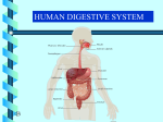 Human Digestive System