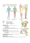 1 1 Anatomy – Lower limb – Nerves, Vessels, Lymphatics