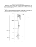 The appendicular skeleton is composed of the 126 bones of the