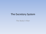 The Excretory System