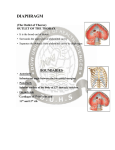 Action of the Diaphragm