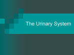 The Urinary System