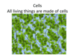 Cells All living things are made of cells