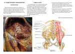 13. lower extremity neuroanatomy