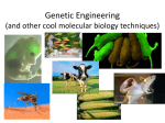 Genetic Engineering (and other cool molecular biology techniques)
