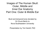 Images of The Human Skull: Outer, Middle and Inner Ear