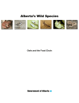 Owls and the Food Chain - Alberta Environment and Parks