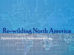 Master 1.1 and 1.3 Re-wilding North America /Reintroduction of