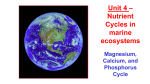 Magnesium, Calcium, and Phosphorus Cycle