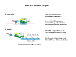 DNA Replication