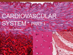 6. Cardiovascular System