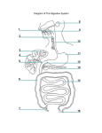 Diagram of The Digestive System