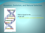 Mutation, Evolution, and Natural Selection