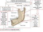 The ramus of mandible is quadrangular in shape and has medial