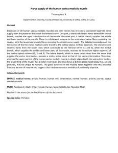 Nerve supply of the human vastus medialis muscle