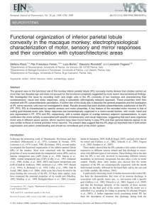 Functional organization of inferior parietal lobule convexity in the