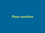 Plant nutrition