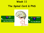 spinal cord