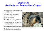 Synthesis and Degradation of Lipids