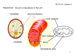 Respiration: Occurs in two places in the cell Cytoplasm and